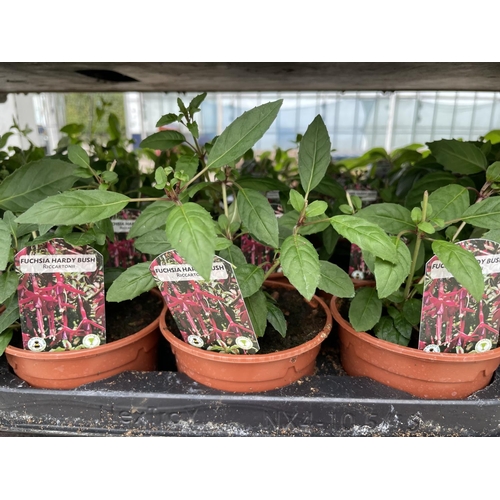 135 - THIRTY POTTED FUCHSIA PLANTS TO INCLUDE FIFTEEN HARDY MRS W P WOOD AND FIFTEEN RICCARTONII + VAT