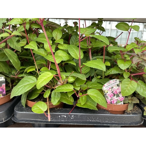 139 - SIXTEEN TRAILING FUCHSIA PLANTS TO INCLUDE VARIETIES ROSE OF DENMARK AND TWIST AND SHOUT + VAT