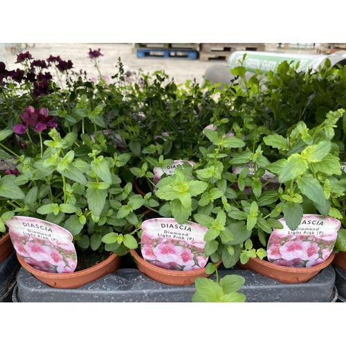 141 - THIRTY POTTED BASKET PLANTS TO INCLUDE NEMESIA LADY RUBY AND DIASCIA DIAMOND LIGHT PINK + VAT