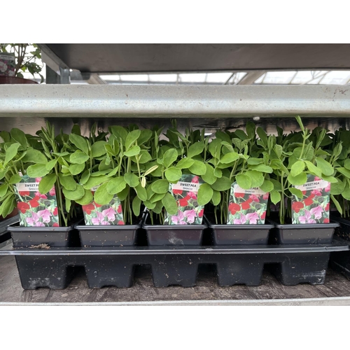 143 - FIFTEEN POTS OF SWEET PEA PLANTS (APPROXIMATELY TEN PER POT) + VAT