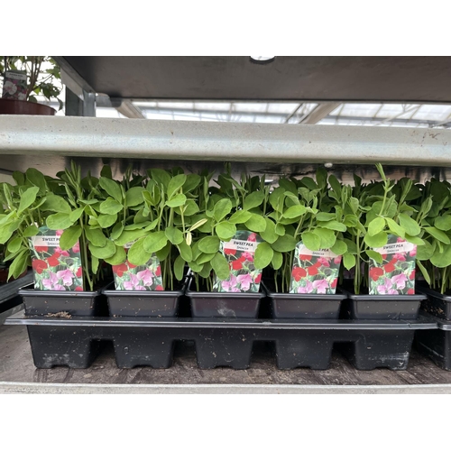 146 - FIFTEEN POTS OF SWEET PEA PLANTS (APPROXIMATELY TEN PER POT) + VAT