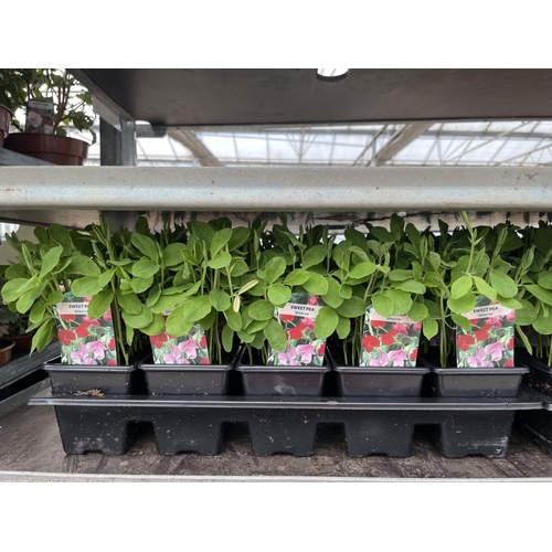 147 - FIFTEEN POTS OF SWEET PEA PLANTS (APPROXIMATELY TEN PER POT) + VAT