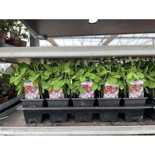 149 - FIFTEEN POTS OF SWEET PEA PLANTS (APPROXIMATELY TEN PER POT) + VAT