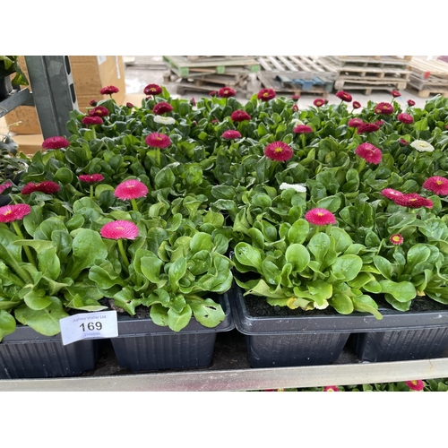 169 - TWELVE 4 PACK TRAYS OF BELLIS DAISY MIXED COLOURS + VAT