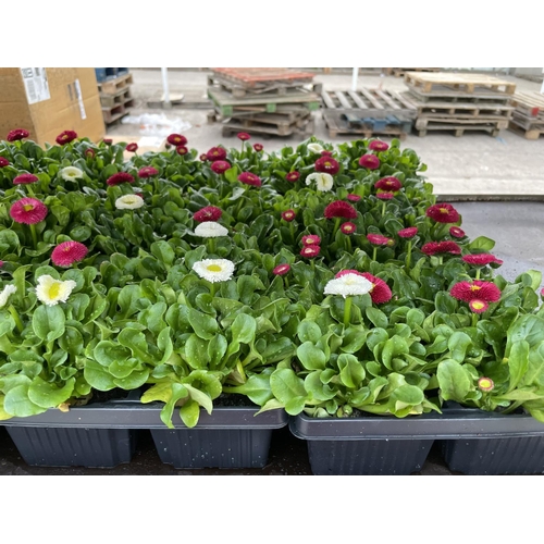 169 - TWELVE 4 PACK TRAYS OF BELLIS DAISY MIXED COLOURS + VAT