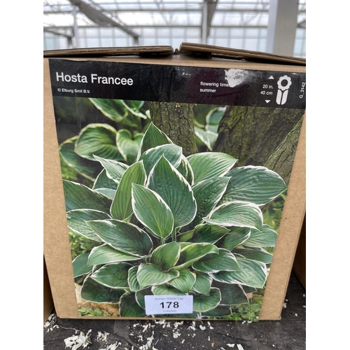 178 - A BOX OF FIFTY HOSTA FRANCEE BULBS + VAT