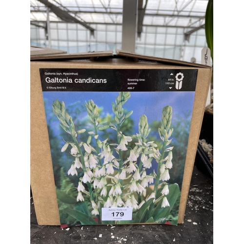 179 - A BOX OF ONE HUNDRED AND FIFTY GALTONIA CANDICANS BULBS + VAT