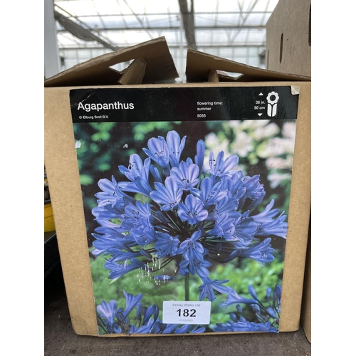 182 - A BOX OF FIFTY BLUE AGAPANTHUS BULBS + VAT