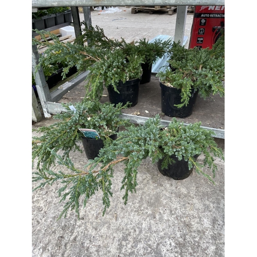 184 - SIX JUNIPERUS BLUE CARPET CONIFER + VAT