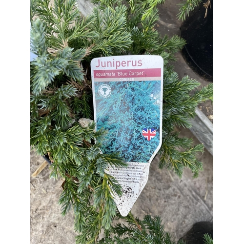 184 - SIX JUNIPERUS BLUE CARPET CONIFER + VAT