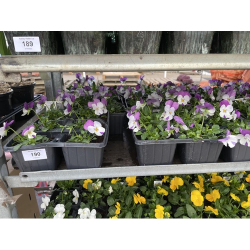 190 - TWENTY 6 PACK TRAYS OF PURPLE/ WHITE VIOLA + VAT