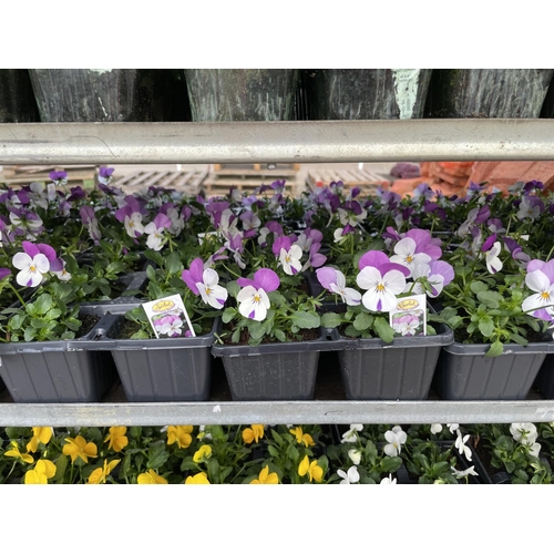 190 - TWENTY 6 PACK TRAYS OF PURPLE/ WHITE VIOLA + VAT