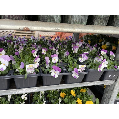 190 - TWENTY 6 PACK TRAYS OF PURPLE/ WHITE VIOLA + VAT