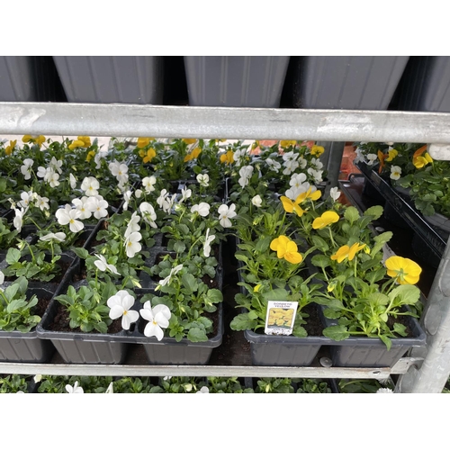 191 - TWENTY 6 PACK TRAYS OF MIXED COLOUR VIOLA + VAT