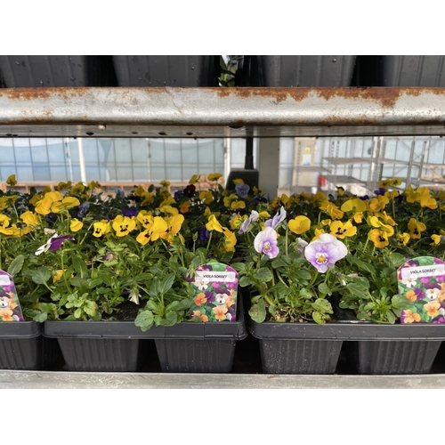 195 - NINETEEN 6 PACK TRAYS OF VIOLAS + VAT