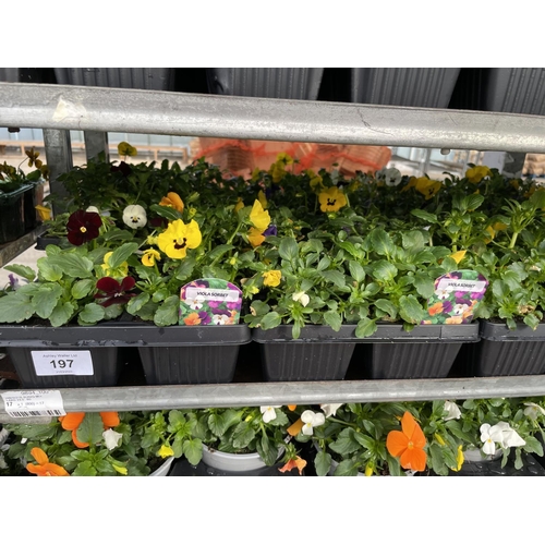 197 - NINETEEN 6 PACK TRAYS OF VIOLAS + VAT