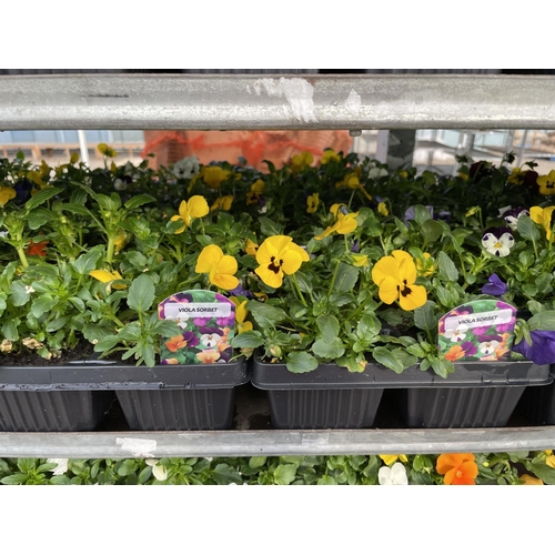 197 - NINETEEN 6 PACK TRAYS OF VIOLAS + VAT