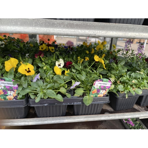 197 - NINETEEN 6 PACK TRAYS OF VIOLAS + VAT