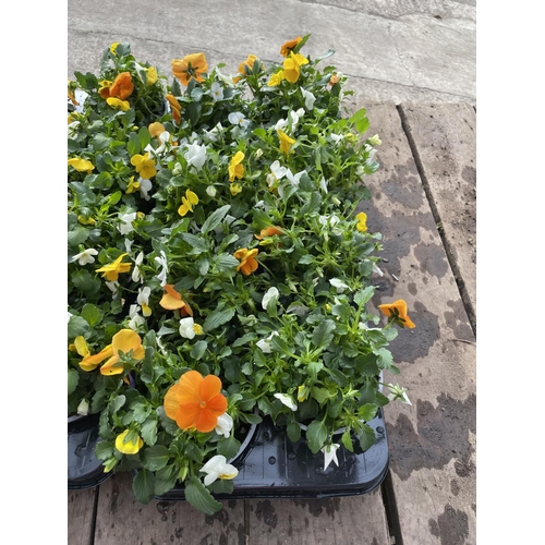 200 - SIXTEEN POTS OF MIXED COLOUR VIOLAS + VAT