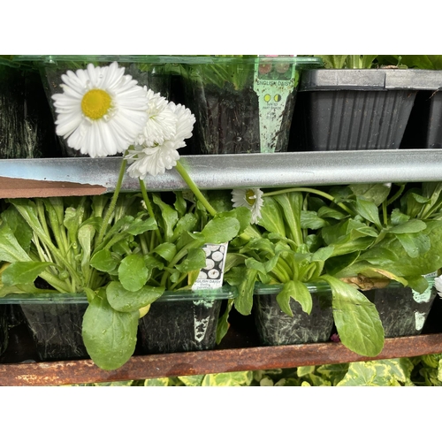 202 - TWENTY 6 PACK TRAYS OF WHITE BELLIS DAISY + VAT