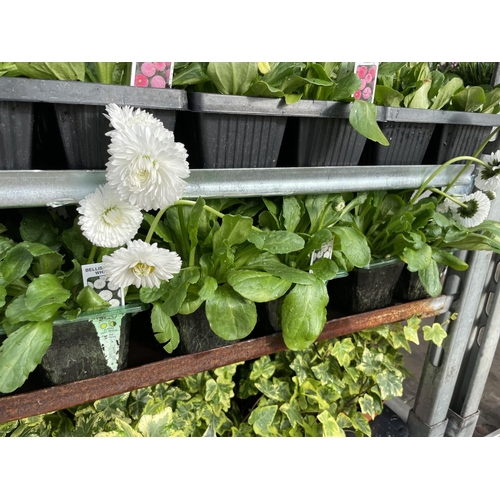 202 - TWENTY 6 PACK TRAYS OF WHITE BELLIS DAISY + VAT