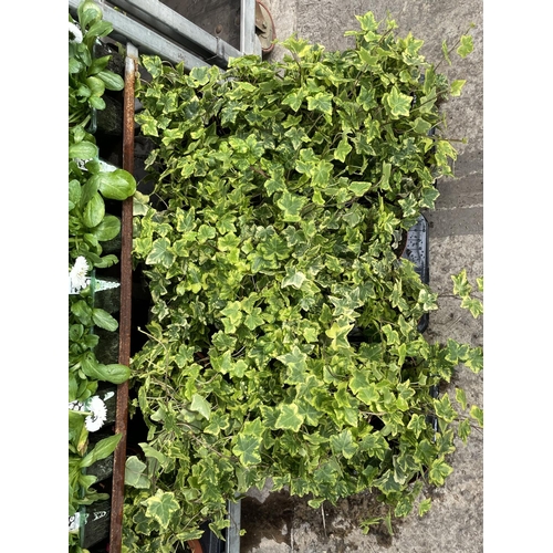 204 - TWENTY FOUR POTTED VARIGATED IVY PLANTS + VAT