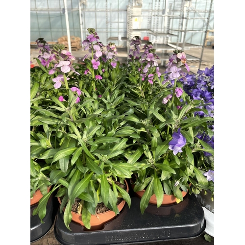 205 - SIXTEEN POTTED ERYSIMUM PLANTS + VAT