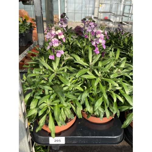 205 - SIXTEEN POTTED ERYSIMUM PLANTS + VAT