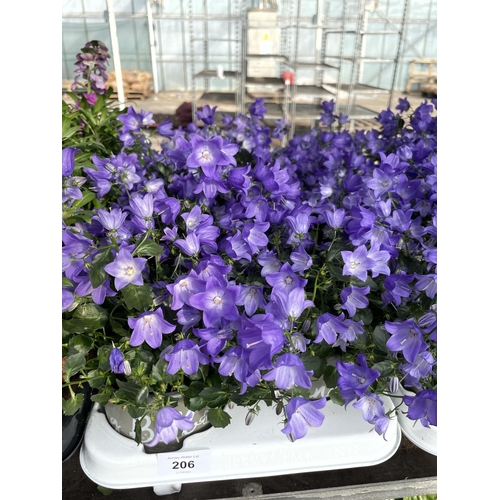 206 - TWENTY FOUR POTTED CAMPANULA PLANTS SPRING BELLE IN DECORATIVE POTS + VAT