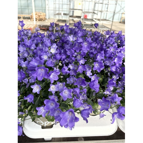 206 - TWENTY FOUR POTTED CAMPANULA PLANTS SPRING BELLE IN DECORATIVE POTS + VAT