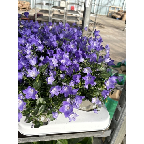 206 - TWENTY FOUR POTTED CAMPANULA PLANTS SPRING BELLE IN DECORATIVE POTS + VAT