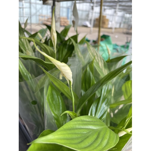 209 - TEN POTTED AND SLEEVED SPATHIPHYLLUM (PEACE LILLY) + VAT