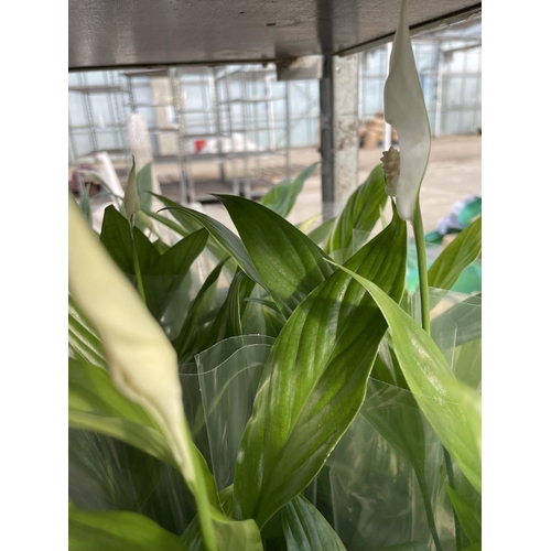 209 - TEN POTTED AND SLEEVED SPATHIPHYLLUM (PEACE LILLY) + VAT