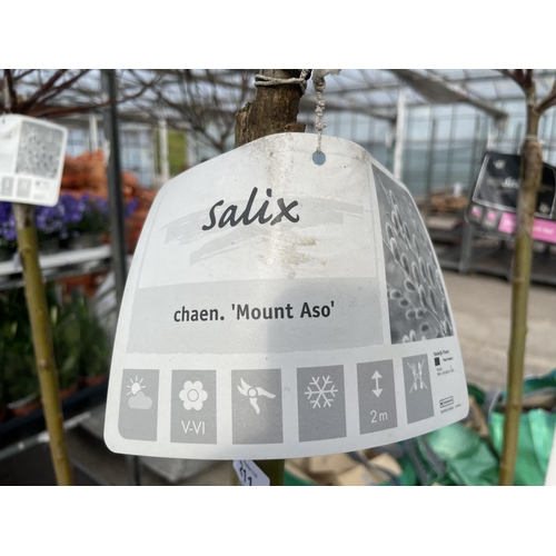 211 - TWO POTTED STANDARD SALIX MOUNT ASO TREES + VAT