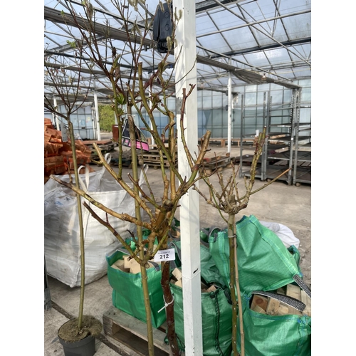 212 - TWO STANDARD ROSE TREES + VAT