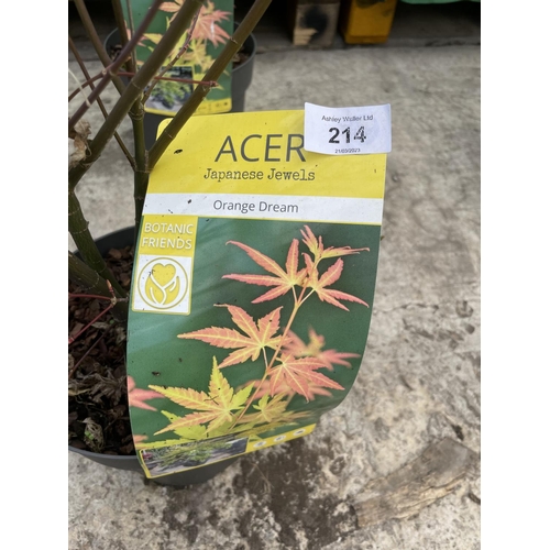 214 - TWO POTTED ACER JAPANESE JEWELS VARIETY ORANGE DREAM + VAT