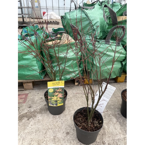 214 - TWO POTTED ACER JAPANESE JEWELS VARIETY ORANGE DREAM + VAT