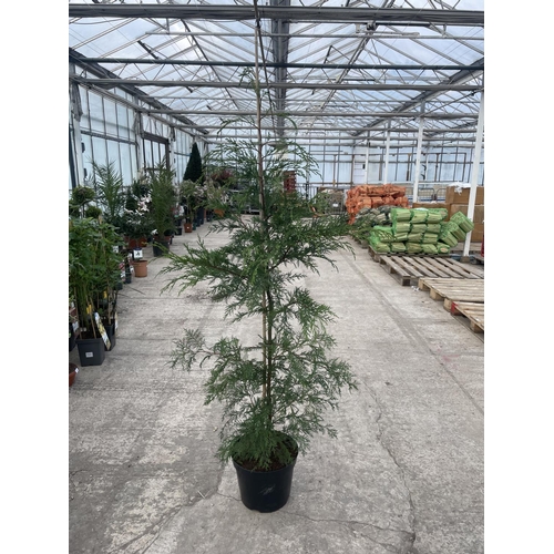 33 - TEN CONTAINER GROWN  LEYLANDII TREES APPROX 5'6