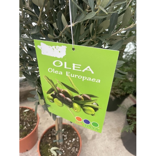 34 - TWO STANDARD OLIVE TREES APPROX 100 CM TALL+ VAT