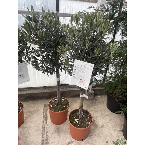 34 - TWO STANDARD OLIVE TREES APPROX 100 CM TALL+ VAT