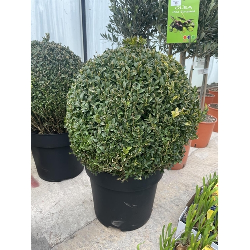 42 - TWO LARGE BUXUS BALLS + VAT