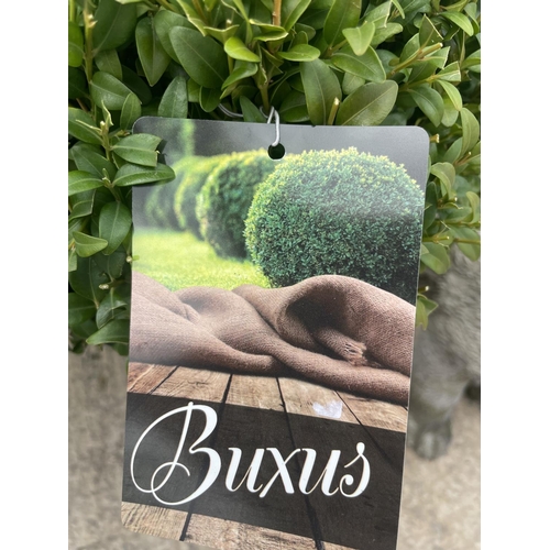 43 - TWO BUXUS  BALLS APPROX 30/35 CM WIDE + VAT