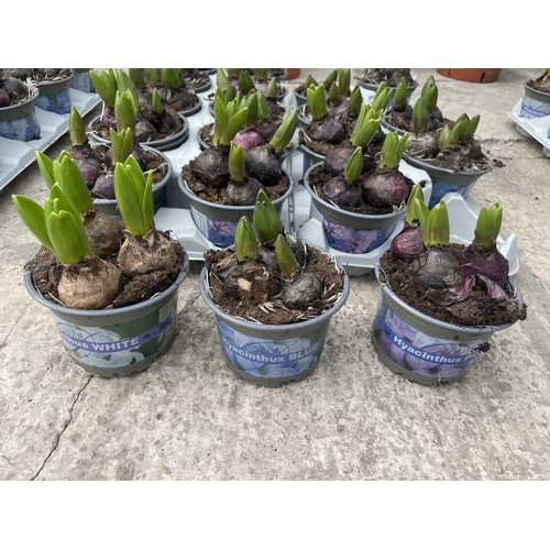 49 - TWENTY HYACINTH POTS + VAT