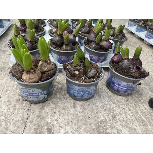 50 - TWENTY HYACINTH POTS + VAT