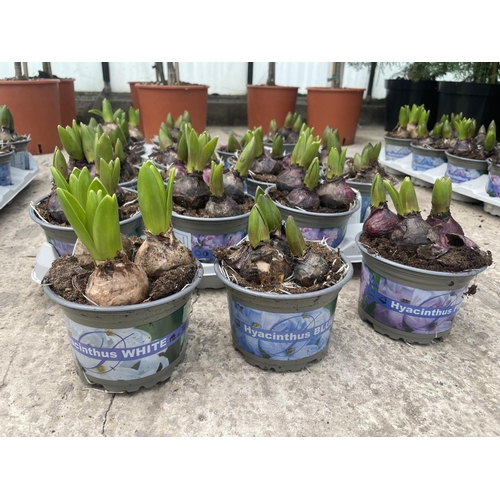 51 - TWENTY HYACINTH POTS + VAT