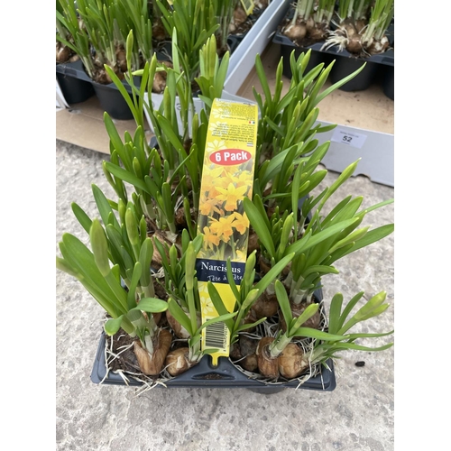 52 - SIX PACKS OF SIX TETE A TETE MINIATURE DAFFODIL BULBS + VAT