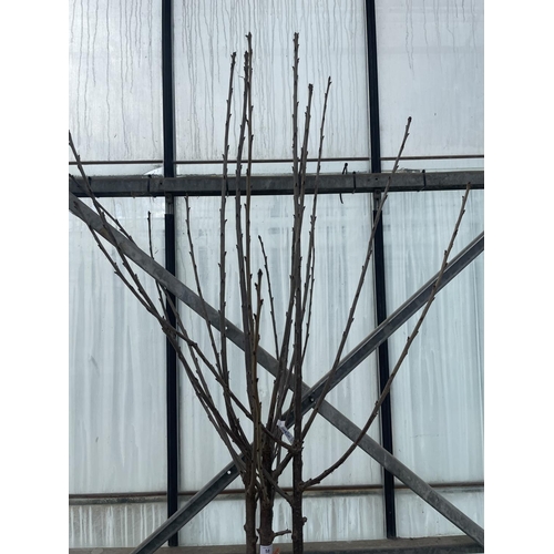 58 - THREE BARE ROOT FRUITING CHERRY TREES - VARIETY SUMMER SUN NO VAT