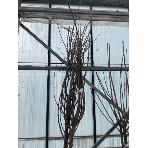 59 - THREE BARE ROOT FRUITING CHERRY TREES VARIETY MERTON GLORY NO VAT