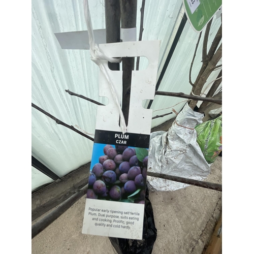 64 - 2 BARE ROOT FRUITING PLUM TREES VARIETY CZAR NO VAT