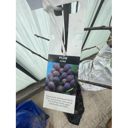 65 - THREE BARE ROOT FRUITING PLUM TREES VARIETY CZAR NO VAT